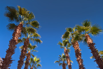 Wakacje w Egipcie. Palmy na tle niebieskiego nieba © rogozinski