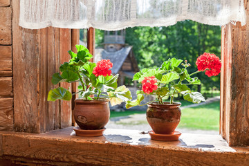 Geranium red flowers on the window of old rural wooden house in sunny day