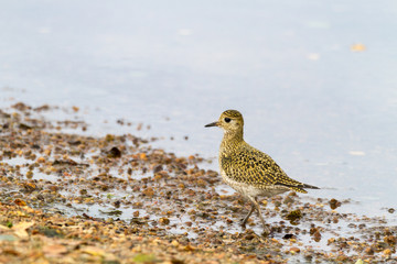 Eurasian Golden Plover Pluvialis apricaria, on beach with light background