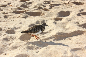 Strandläufer