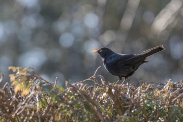 Amsel im Gegenlicht
