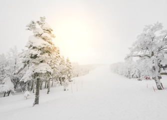 Tree covered with snow  on winter storm day in  forest mountains .