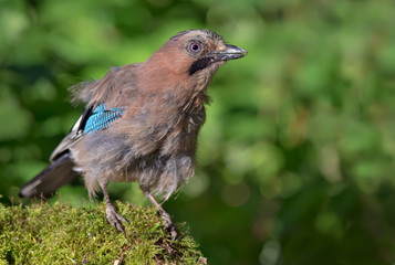 Curious Eurasian Jay posing on a mossy stump in the forest at high definition