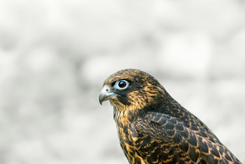 Small eagle