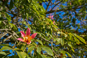 Valencia ceiba tree flowers at Turia park