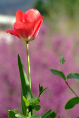 Red tulipan on a terrace