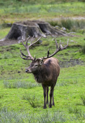 HIRSCHBRUNFT - Rothirsch