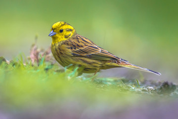 Yellowhammer foraging in backyard