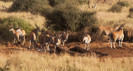 Fototapeta premium antelope walk