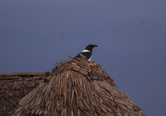  Raven on the roof Raven African
