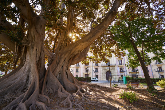 Valencia Glorieta park big ficus tree Spain