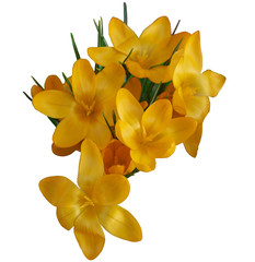 Fototapeta na wymiar Crocus (Latin Crocus), or saffron, yellow