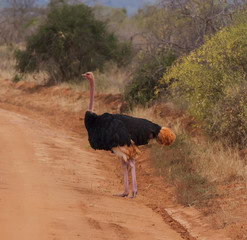  the Ostrich