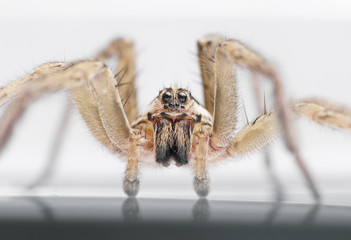 Closeup Shot Of A Spider On White Background