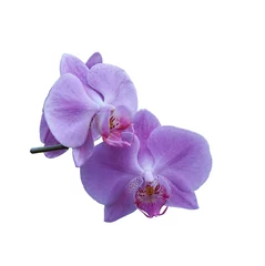 Door stickers Orchid Pink white orchids (Latin Orchidaceae)