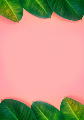 Creative pink fresh layout with fresh green leaves. Colourful pink background with green ficus leaves on the bottom - 142117120