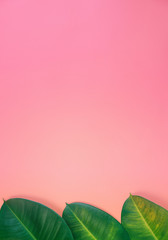 Creative pink fresh layout with fresh green leaves. Colourful pink background with green ficus leaves on the bottom - 142117143