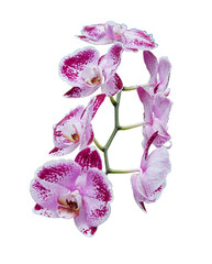 Pink white orchids (Latin Orchidaceae)