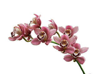 Pink white orchids (Latin Orchidaceae)