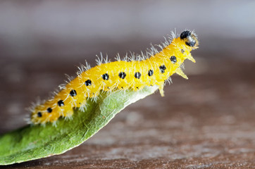 Yellow Caterpillar With Black Dots On Leaf