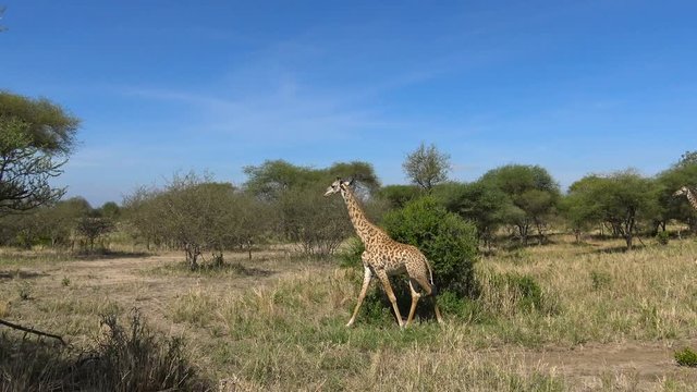 Жирафы. Увлекательное сафари-путешествие по африканской саванне. Танзания.