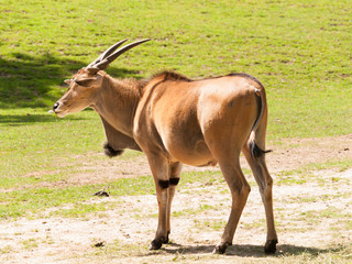 Naklejka na ściany i meble Taurotragus oryx - Second larges antelope in the world