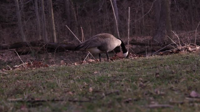 A Canadian Goose wanders along in the forest searching for a meal