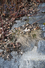 vertrocknetes Gras und Blätter auf Stein