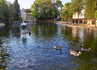 Ducks in Viveros park pond of Valencia