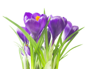 Crocus in a pot on a white background - fresh spring flowers. Bouquet of purple crocuses. (Selective focus)
