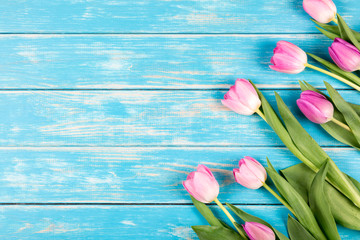 Pink tulips on a blue wooden background.