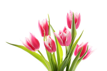 Bouquet of pink tulips isolated on a white