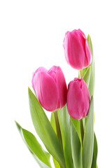 Bouquet of pink tulips isolated on a white