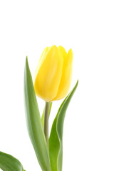 Obraz premium Yellow tulip isolated on a white background
