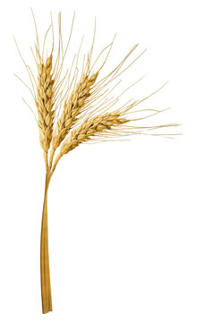 spikelets of wheat isolated on white 