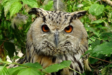 Owl - 142118963