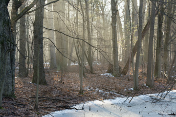 misty forest morning