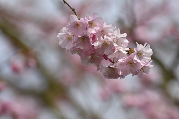 Blossom - 142119106