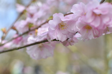 Blossom - 142119110