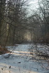 Foto auf Leinwand winter surrender © alltatts