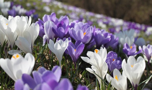 Fr&uuml;hling in Berlin / Bl&uuml;tenpracht am Fennsee