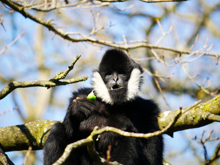 gibbon