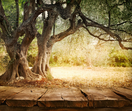 Olive tree with table