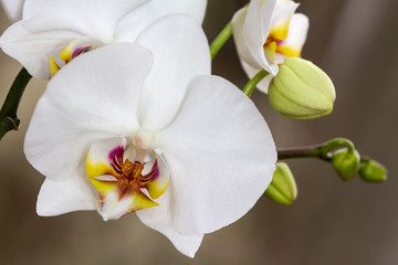 Naklejka na ściany i meble Indoor decorative plants. Flowering branch of Orchid phalaenopsis on dark background 