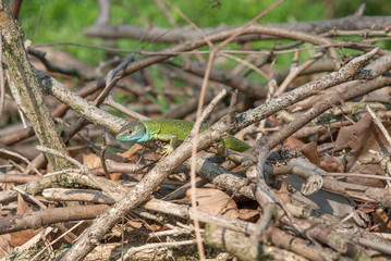 ramarro in un cespuglio