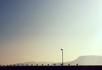 Fototapeta premium seagulls pattern with mountain view