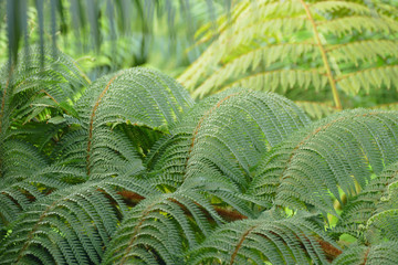 fern green background