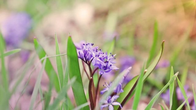 Beautiful spring flowers nature background. Wild growing blue snowdrop, Scilla bifolia, blue early spring flower  in light breeze. Coloring photo with soft focus. Copy space.