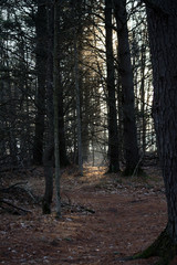 Obraz premium sunrays