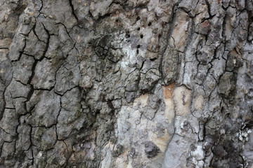 Close up tree bark texture